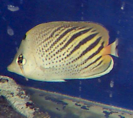 Chaetodon pelewensis