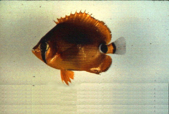 Chaetodon plebeius