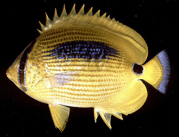 Chaetodon plebeius