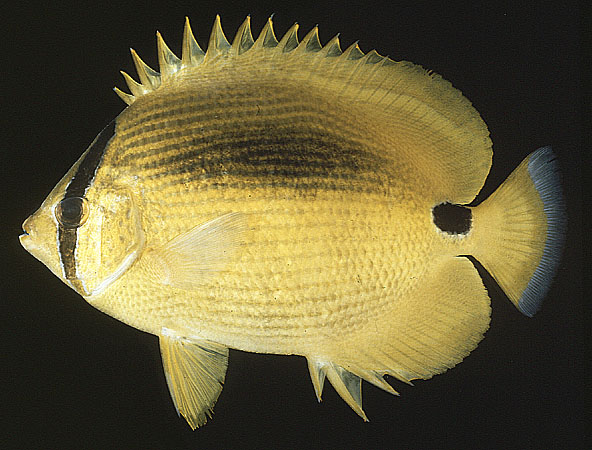 Chaetodon plebeius