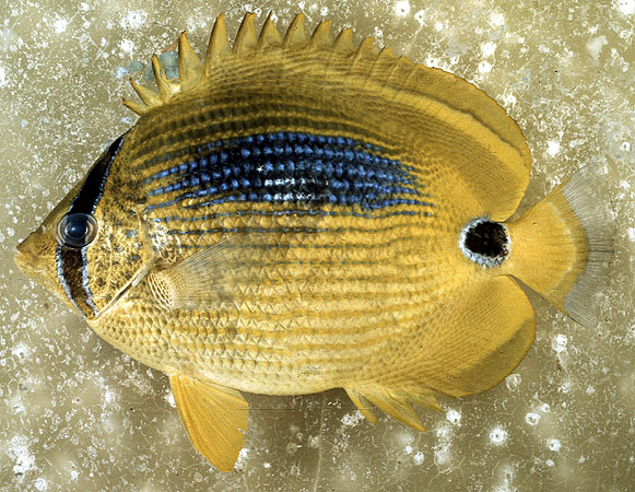 Chaetodon plebeius