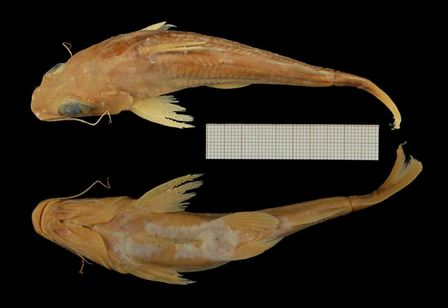 Chrysichthys polli