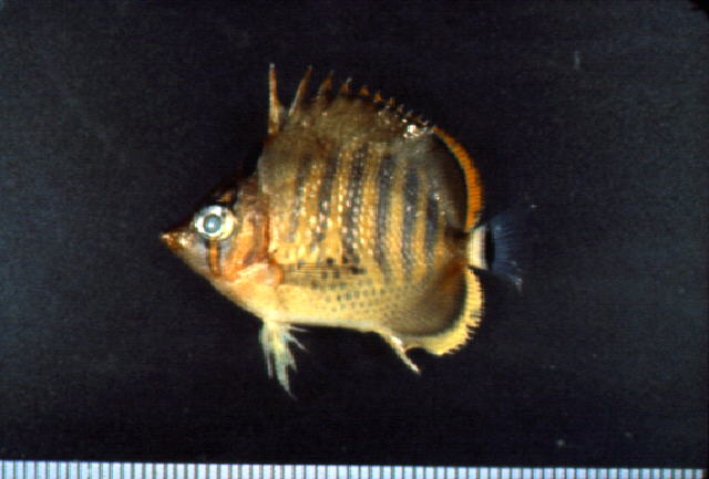 Chaetodon punctatofasciatus