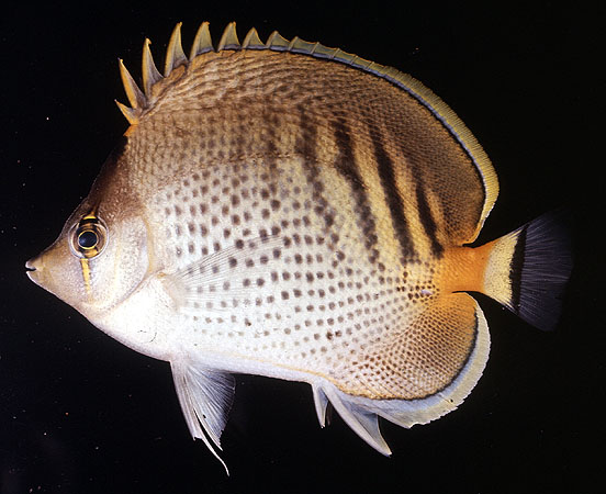 Chaetodon punctatofasciatus