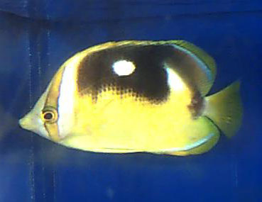 Chaetodon quadrimaculatus