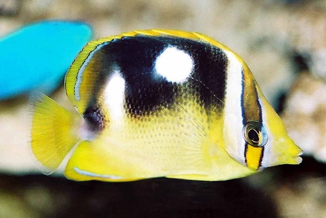 Chaetodon quadrimaculatus