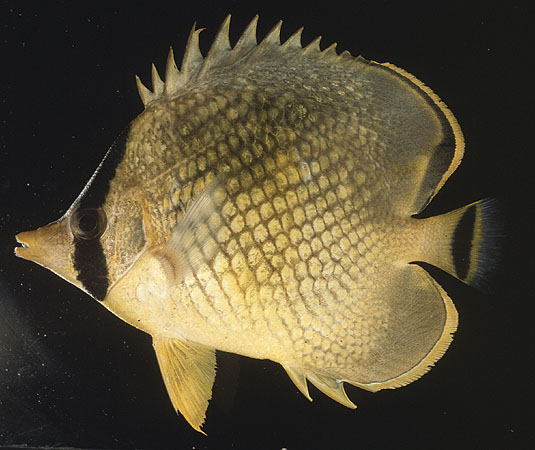 Chaetodon rafflesii