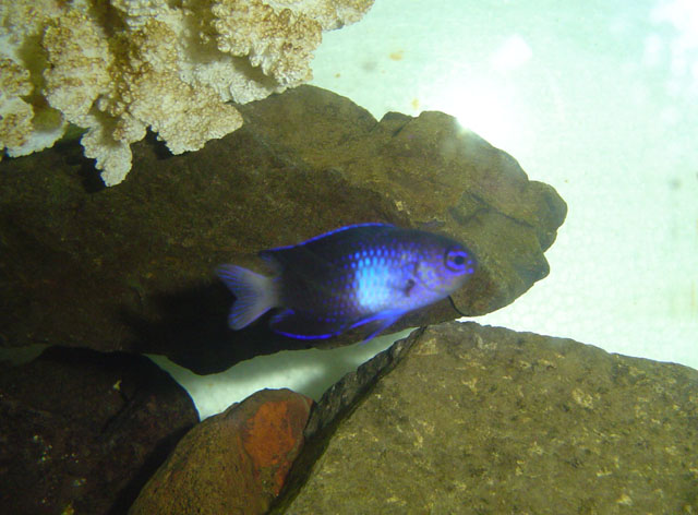 Chrysiptera rapanui