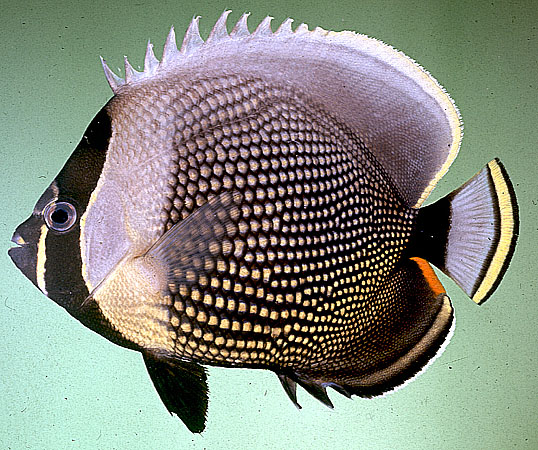 Chaetodon reticulatus