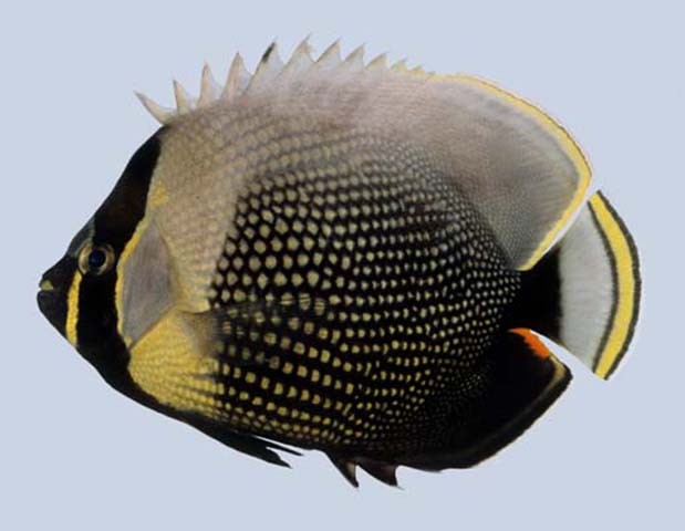 Chaetodon reticulatus