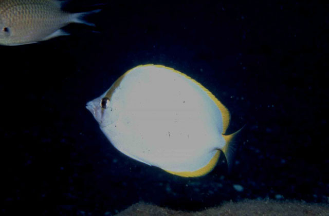 Chaetodon sanctaehelenae