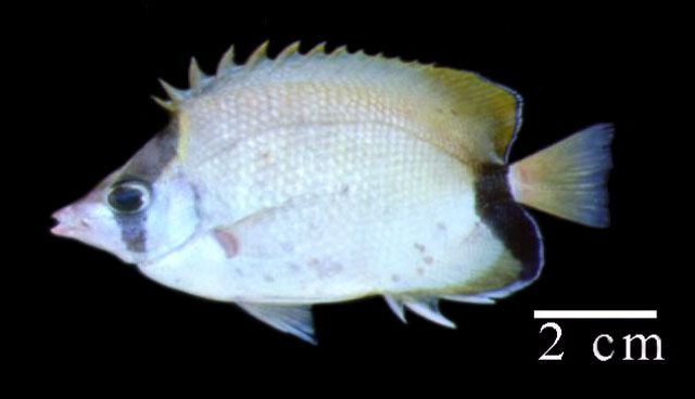 Chaetodon sedentarius