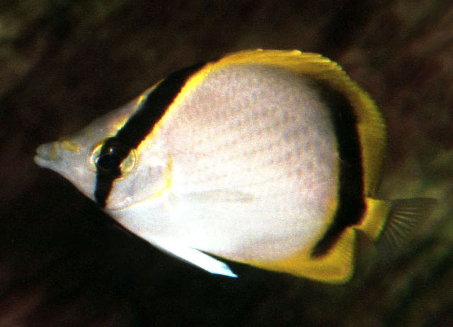 Chaetodon selene