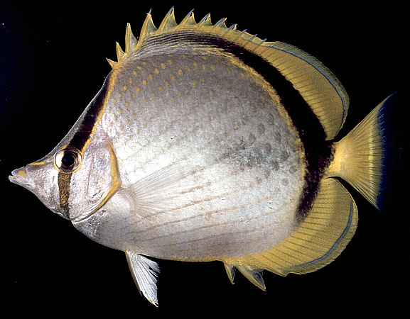 Chaetodon selene