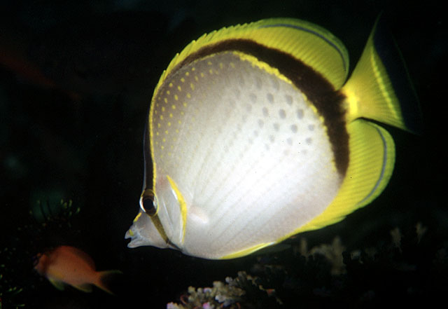 Chaetodon selene