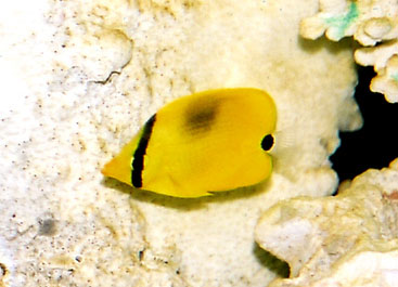 Chaetodon semeion