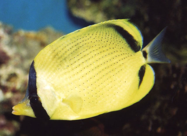 Chaetodon semeion