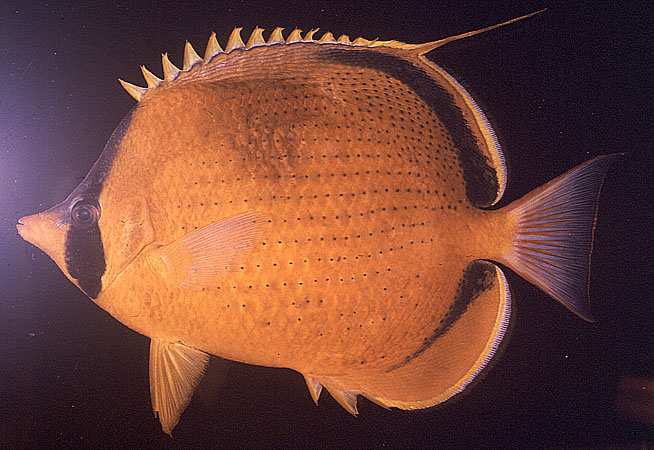 Chaetodon semeion