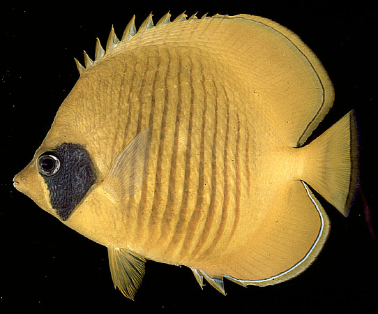 Chaetodon semilarvatus