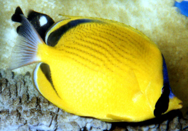 Chaetodon semeion