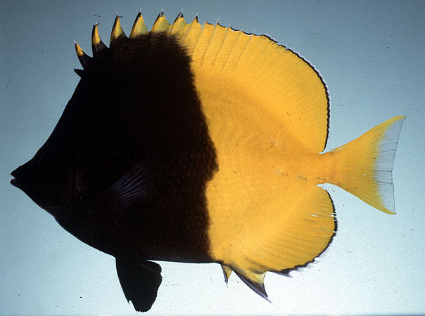 Chaetodon smithi