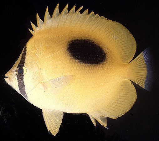 Chaetodon speculum