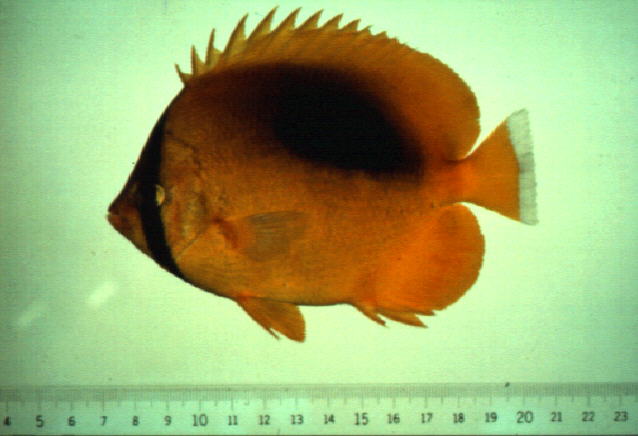 Chaetodon speculum