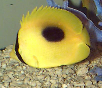 Chaetodon speculum