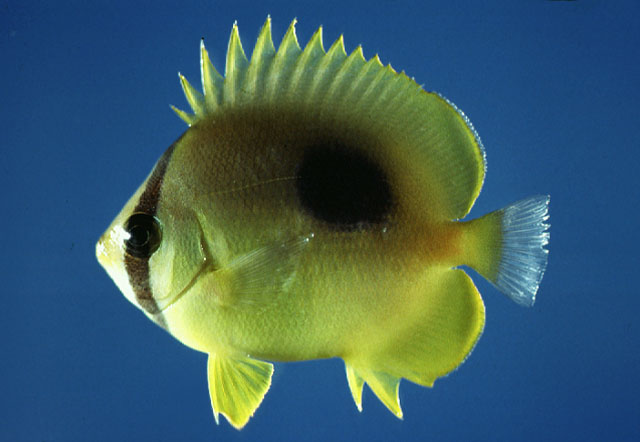 Chaetodon speculum