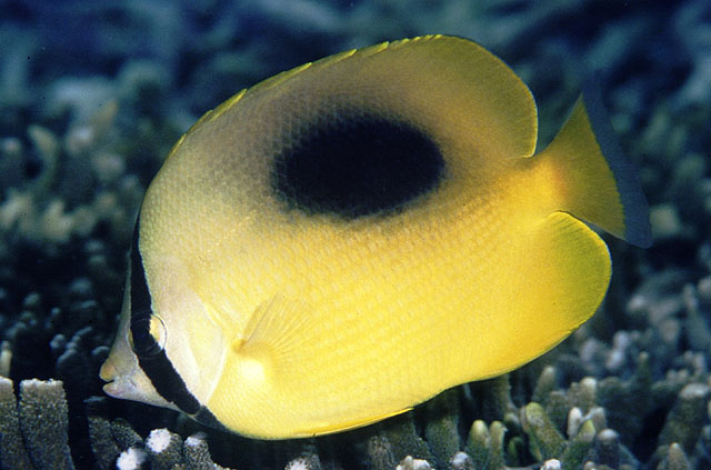 Chaetodon speculum