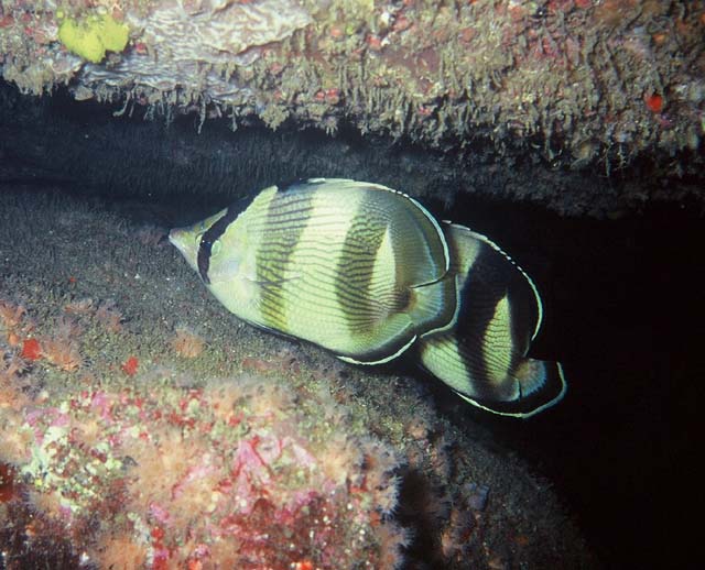 Chaetodon striatus