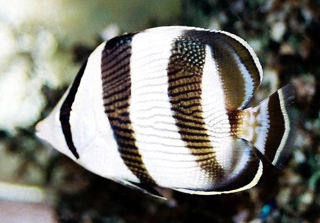 Chaetodon striatus