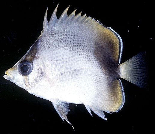 Chaetodon tinkeri