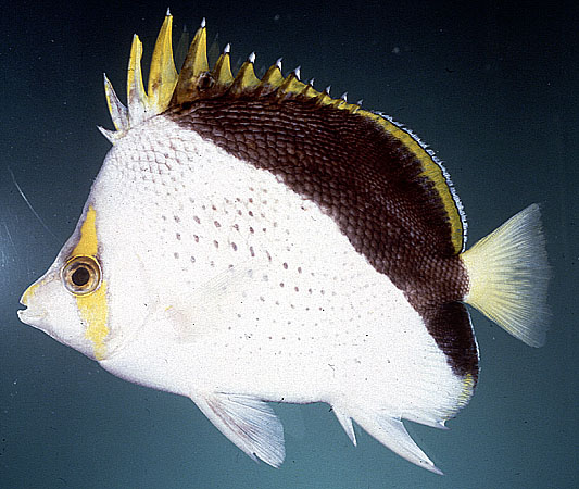 Chaetodon tinkeri