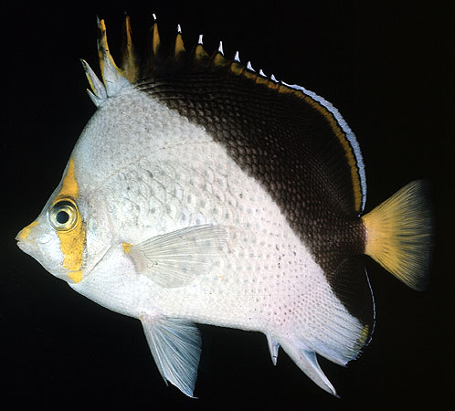 Chaetodon tinkeri