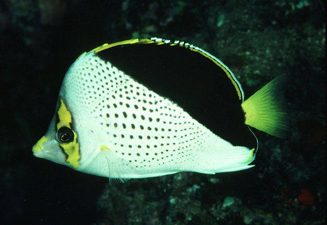 Chaetodon tinkeri