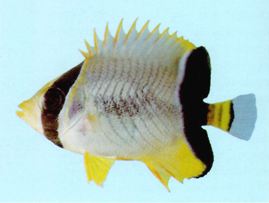 Chaetodon trifascialis