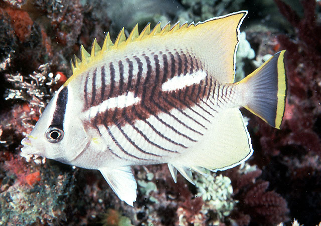 Chaetodon trifascialis