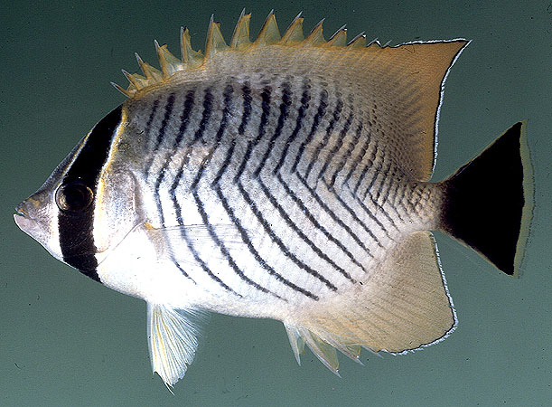 Chaetodon trifascialis