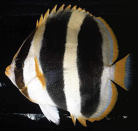 Chaetodon tricinctus