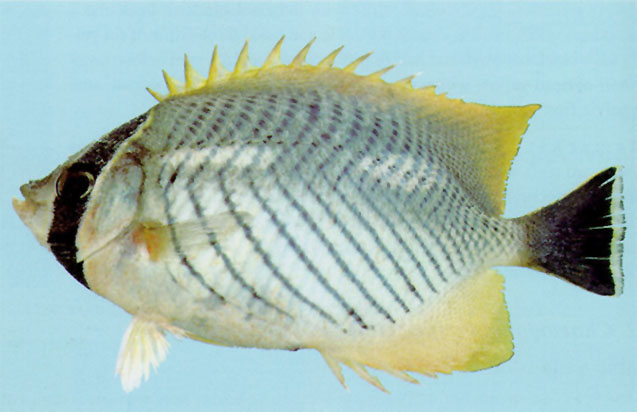 Chaetodon trifascialis