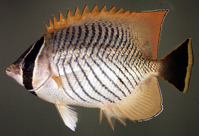 Chaetodon trifascialis