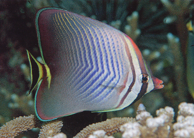 Chaetodon triangulum