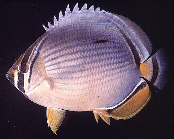 Chaetodon trifasciatus