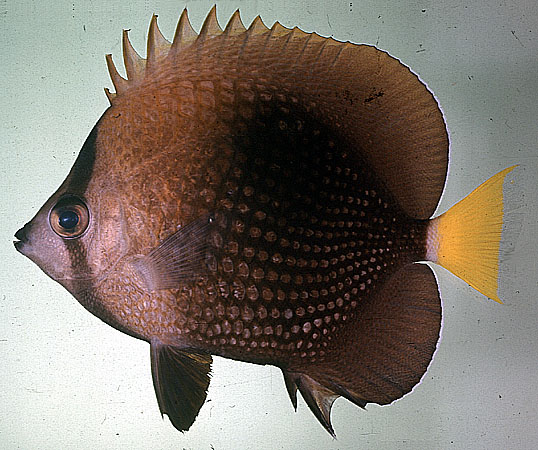 Chaetodon trichrous