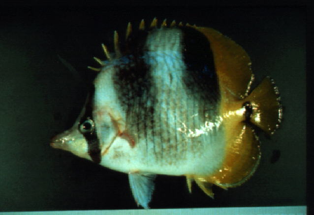 Chaetodon ulietensis