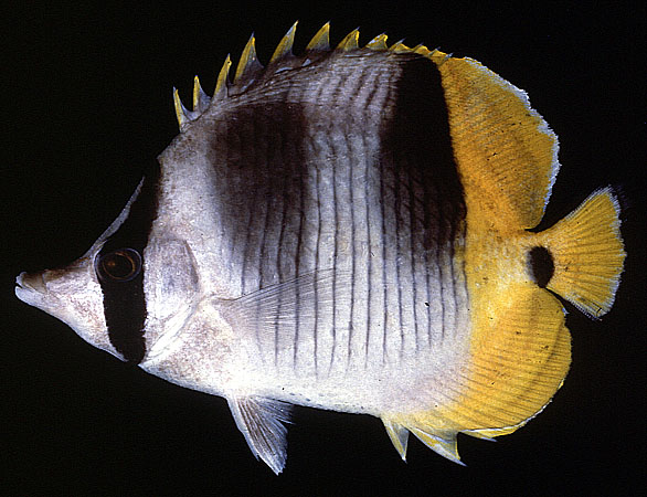 Chaetodon ulietensis