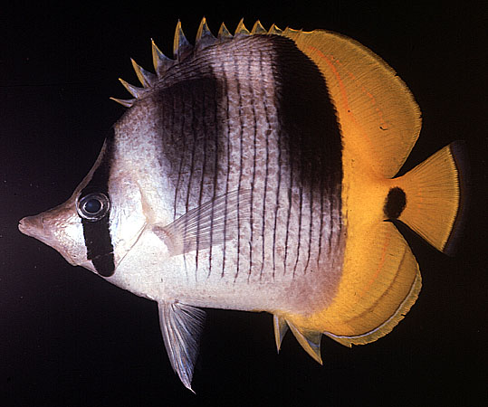 Chaetodon ulietensis