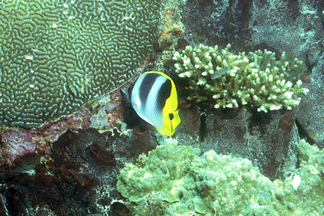 Chaetodon ulietensis