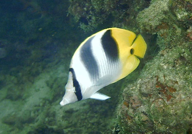 Chaetodon ulietensis